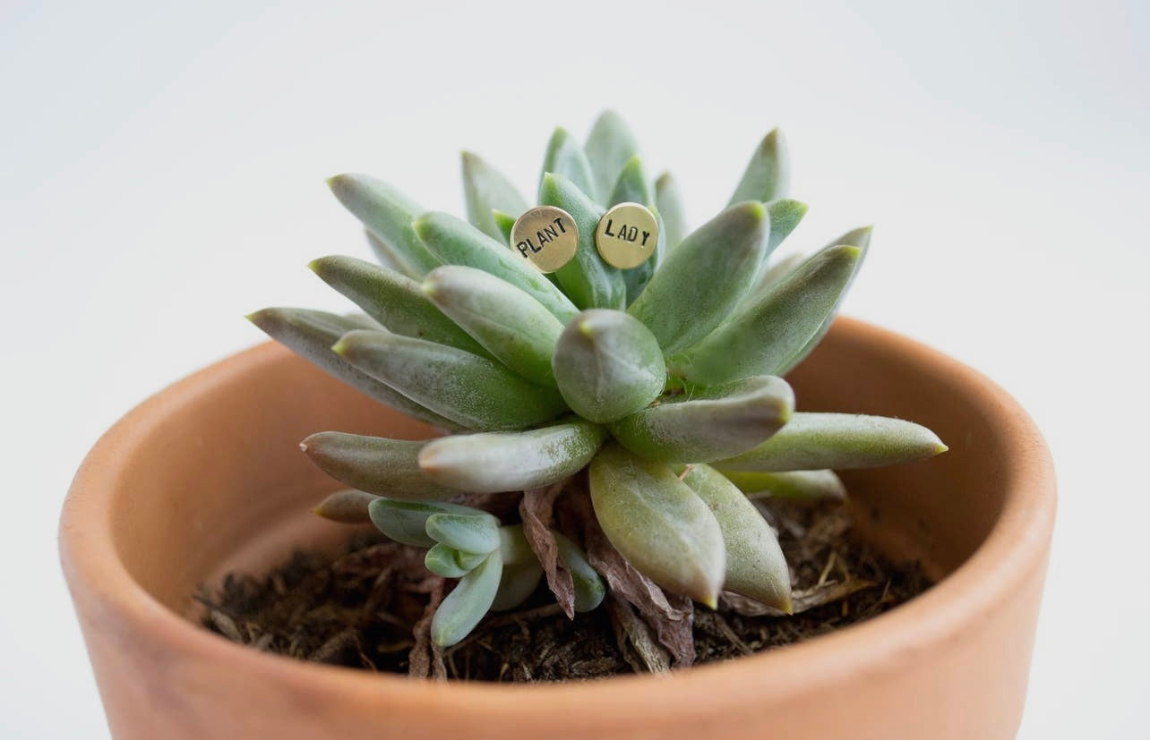 Plant Lady Earrings